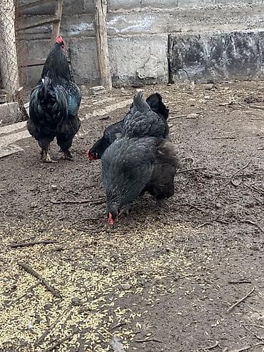 яйцо несушки: Продаю | Цыплята | Для разведения — 6