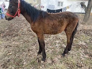 сетка курица: Продаю | Жеребенок | Рабочий — 4