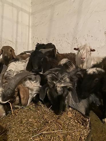 А/ч жаныбарлары үчүн тоюттар: Сатам | Теке (эркек) — 2