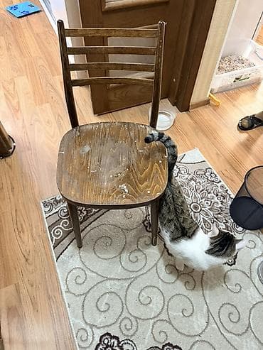 мебельные цеха: Стул для кухни, Дерево, цвет - Коричневый — 1