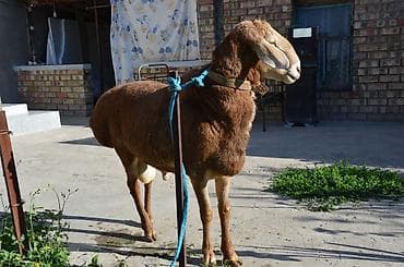 животные в аренду: Продаю | Баран (самец) | Арашан | Для разведения | Осеменитель — 9