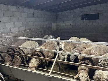 ангус парода: Продаю | Баран (самец) | Гиссарская | На забой, Для разведения — 6