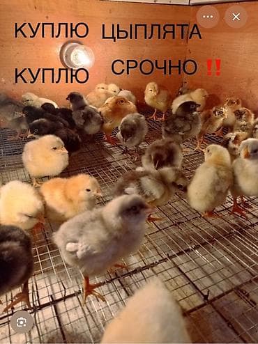 А/ч жаныбарларын сатам: Сатам | Балапандар — 1