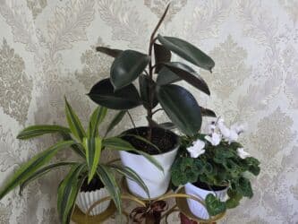 кастрюля большая: Спатифиллум (Spathiphyllum) в декоративном кашпо - Крупный, густой — 16