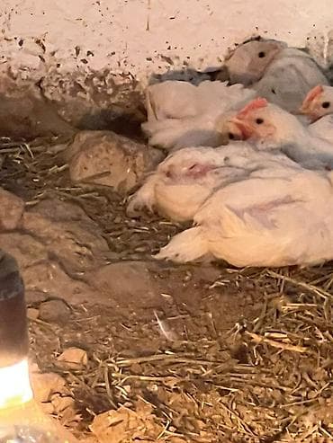 куплю курицы: Продаю | Цыплята | Для разведения — 6