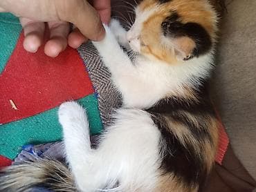 scottish fold: Кошка даром: Беспородная, 2 месяца, Девочка, Приучена к лотку — 3