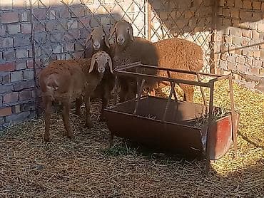 тай ургачи: Продаю | Ягненок | Эдильбаевская | Для разведения — 1