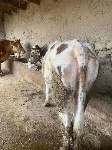 бык лимузин: Продаю | Корова (самка) | Для разведения | Нетель — 3