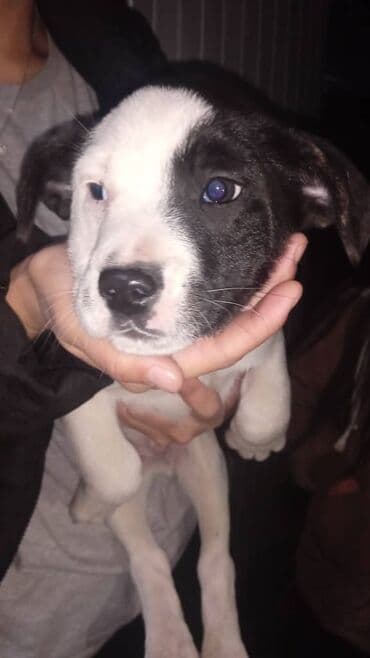 профессиональная дрессировка собак: Щенки, метисы средних пород парода французский бульдог девочка и — 2