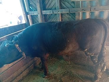 продаю корову с теленком: Продаю | Бык (самец) | На откорм | Привязанные — 5