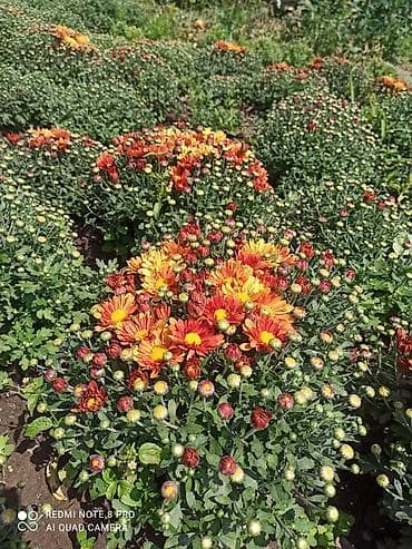 Упаковочные товары: Саженцы для сада: розы, хризантемы и чёрная смородина - Розы садовые — 3