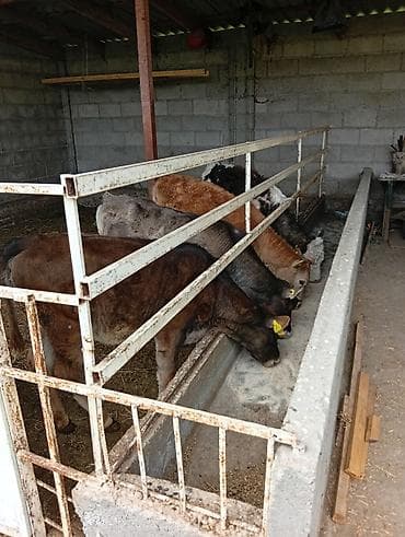 продается кашара: Кормушка для телят/крупного рогатого скота с ограждением - — 4