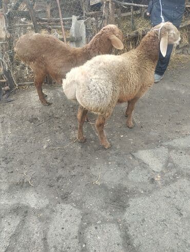 купить собаку шпица недорого: Продаю | Баран (самец) | Для разведения | Матка — 2