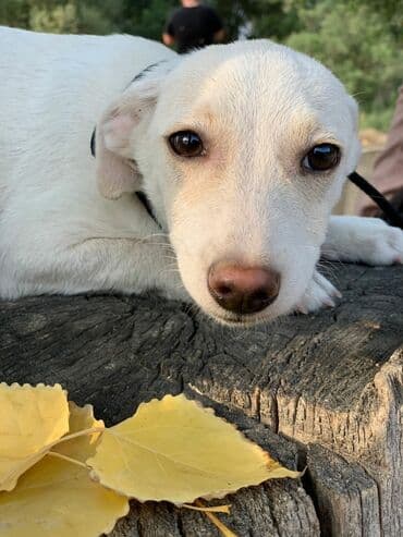 питомники собак бишкек: Отдадим в хорошие руки. Два мальчика и девочка. Прививки поставлены,от — 4