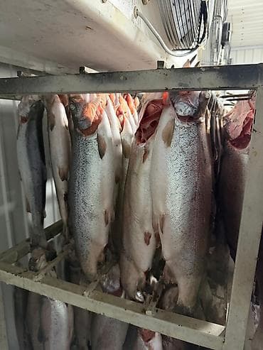 балык фарель: Форель на подвесе замороженная. Не потрошенная. Форель радужная. Вес — 4