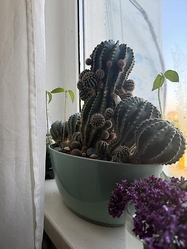 алоэ лекарственный купить: Большая композиция из кактусов в овальном кашпо. - Вид: эхинопсис — 2