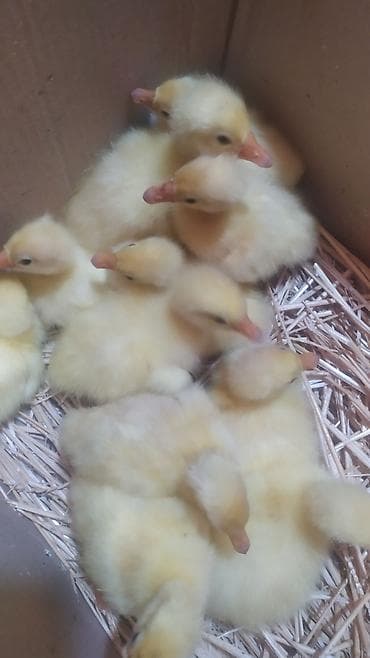 соня грей: Гусята губернаторские,Линда! — 5