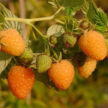 банки сокулук: Золотая Зюгана 
Желтая малина 
Рассада ЗКС в наличии и на заказ — 2