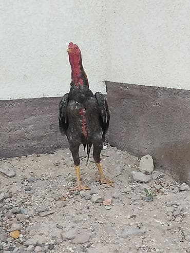 индийский бегунок купить: Продаю | Петух — 4