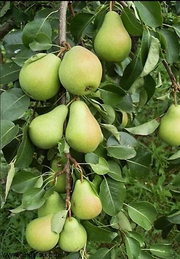 штамбовые: Обрезка плодовых деревьев (сад) Обработка от насекомых и вредителей — 2