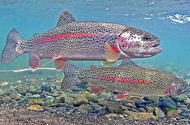 янтарная форель: Оптом радужная форель из Кемина 🐟 Предлагаем свежую радужную форель — 1