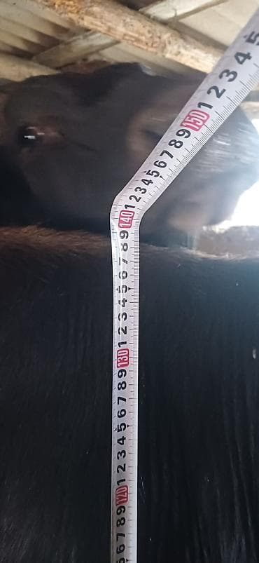 коой: Продаю | Бык (самец) | На откорм | Привязанные — 3