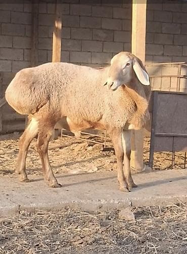 кокон ээр: Продаю | Овца (самка) | Арашан | Для разведения | Матка — 1