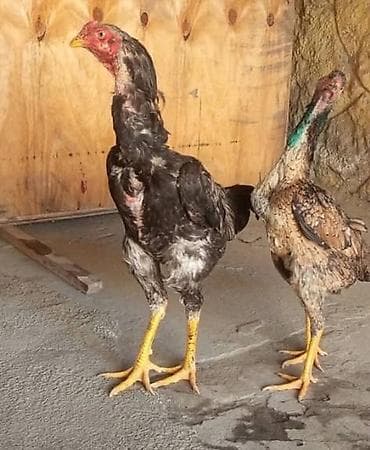 козу сатылат бишкек: Сатам | Тооктор | Тебиштирүүчү | Көбөйтүү үчүн — 2