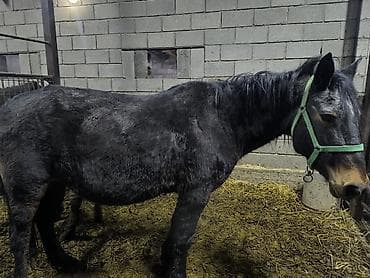 сколько стоит пони: Продаю | Кобыла (самка) | Для разведения — 2