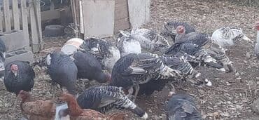 сухое молоко для животных: 4000 сом — 4