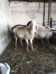 собака алабай купить: Продаю | Баран (самец) | Полукровка | Для разведения | Племенные — 4