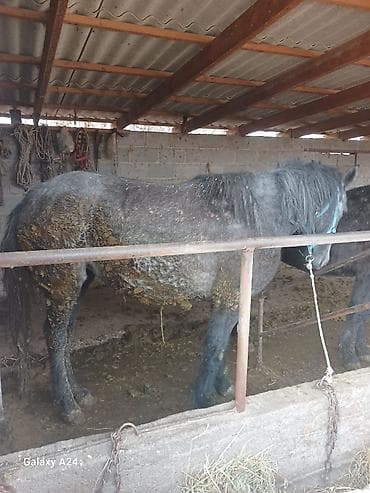 Продаю | Кобыла (самка) | Рабочий