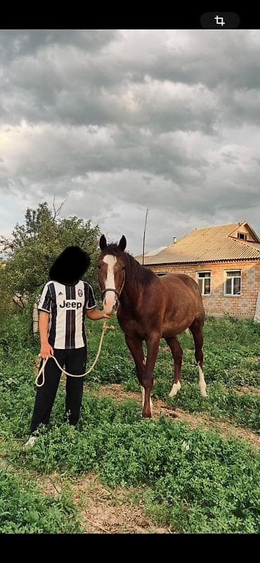 кабыла с жеребенком: Продаю | Жеребец — 1