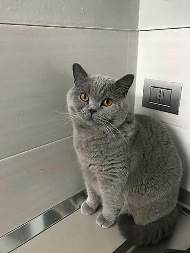 Кошки: Отдам в добрые руки британского полушерстного кота 🐱 Ищу заботливых и — 1