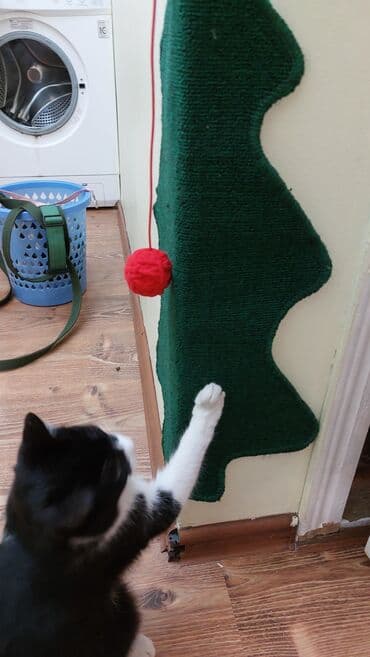 котёнок кара балта: 5 месяцев, Мальчик, Проглистована — 4