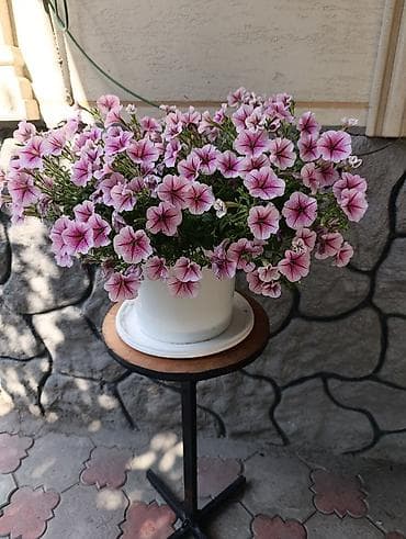 Петуния ампельная в готовых горшках - Сортовая ампельная петуния с — 3