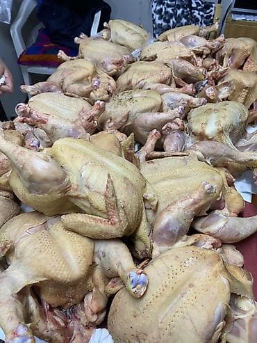 курица домашняя купить: Үйдө өстүрүлгөн тоок бройлер сатылат 🐔заказ берип жетишип калыныздар — 1