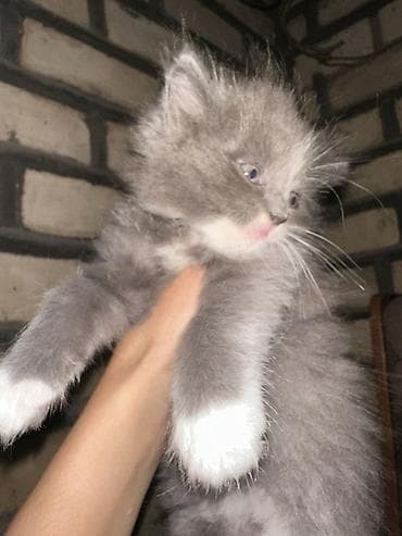 Британская короткошёрстная, 2 месяца, Мальчик, Биколор, Проглистована