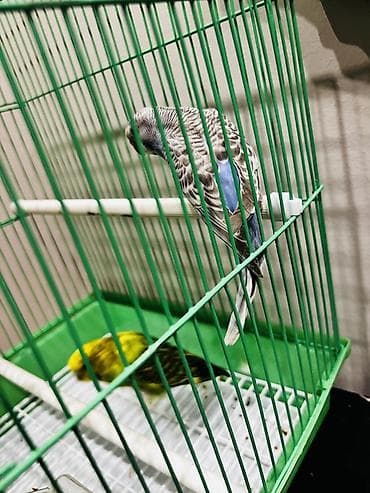 в мире птиц: Волнистые попугаи с клеткой и аксессуарами. Комплект: - Пара — 1