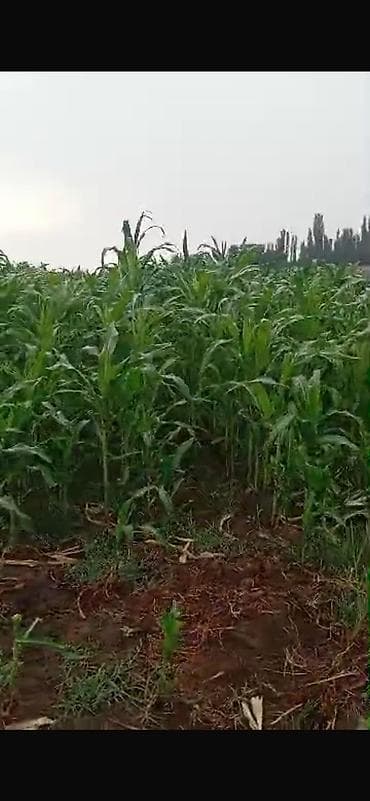 кок орук бишкек: Продаётся кукуруза 🌽 сорт колхозница для силоса обьём 1,5 гектара — 2