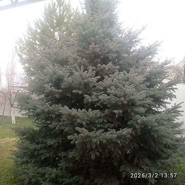 новогодние салюты: Зелёные и голубые ели — 1