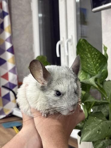 Шиншиллы: Шиншилла (белый окрас) 1,5 месяца Мальчик Ручной На 4 и 5 фото отец — 5