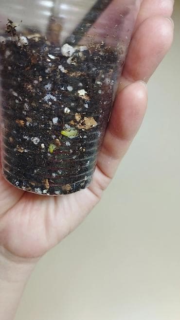 антуриум: В продаже ❇️ Вариегатный Липовидный Гибискус (укоренен из — 6