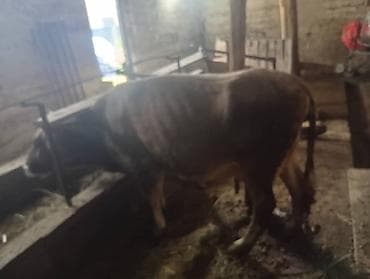Продаю | Корова (самка) | Для молока | После отела