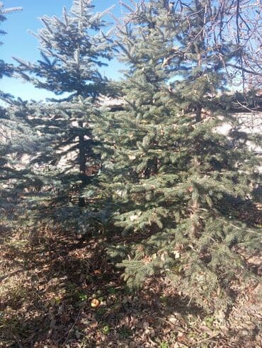 шкаф бу бишкек: Саженцы деревьев: Ели — 4