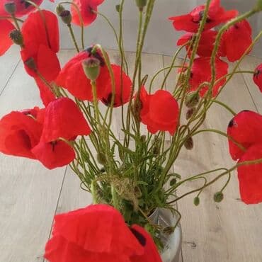 продаю пионы: Букет полевых маков - Яркие алые маки с черными сердцевинами, длинные — 1