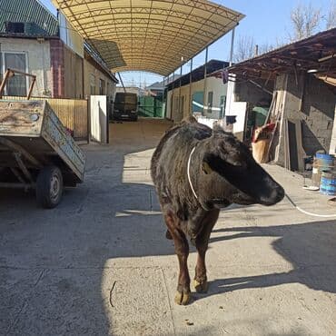 Иттер: Сатам | Кунаажын | Ангус | Бордоп семиртүү үчүн | Асыл тукумдуу — 6