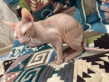 канадская кошка: Сфинкс, 4 месяца, Мальчик, Рыжий, Приучена к лотку, С прививками — 2