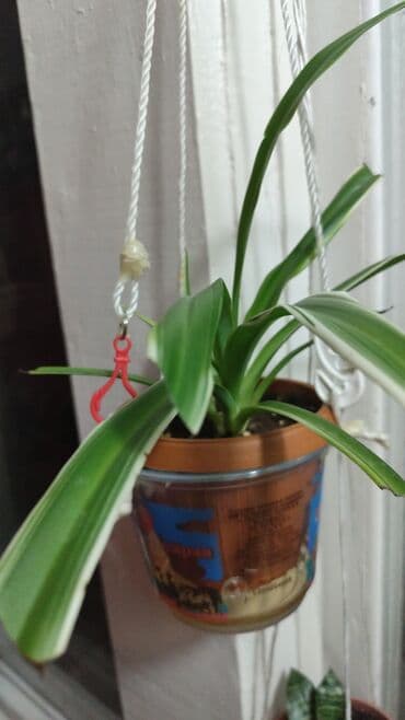 средства от блох: Алоэ Вера детки и алоэ столетник, для красоты, для лечения взрослые — 6