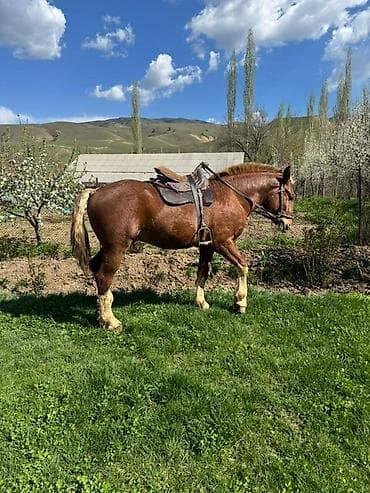жылкы жаныбар: Сатам | Тай | Көбөйтүү үчүн, Жумушка, Ат спорту | Жасалма жол менен боозутуу — 5